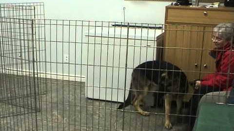 ACTT - Dog Aggression Therapy, Canine Fear Therapy and K9 Behavour Modification