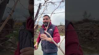 Kli̇pson Üzüm Çubuğu. Çeki̇rdeksi̇z Pembe Üzüm.üzüm Baği. Honaz Deni̇zli̇. 9 Şubat 2026. Foto Ayfa