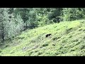 Grizzly taking a leisurely stroll