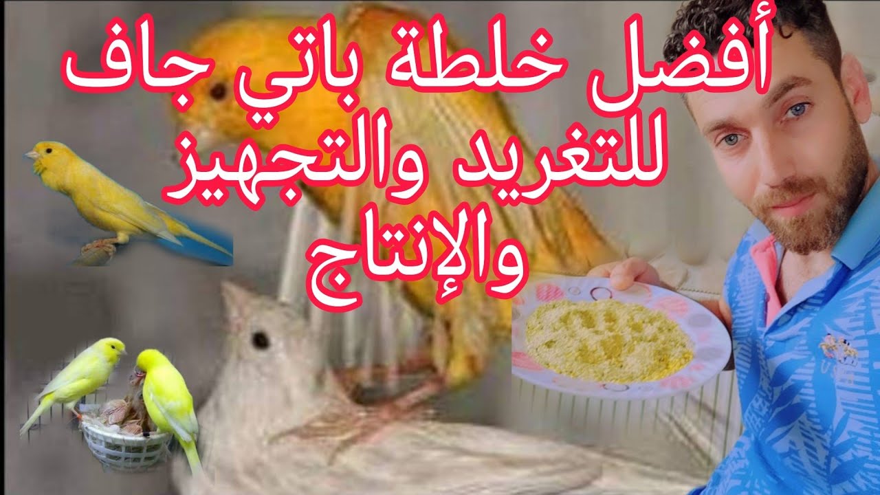 أفضل واقوى خلطة باتي جافة استخدمها للتجهيز وقوة التغريد وتغذية الفراخ لطيور الكناري والحسون