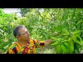 Top Working // Grafting Mangos w/ Dr. Richard Campbell