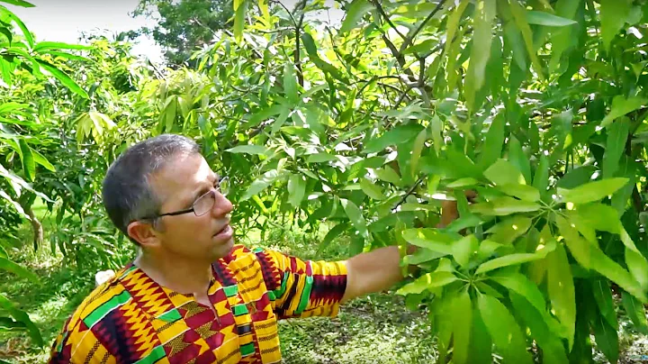 Top Working // Grafting Mangos w/ Dr. Richard Camp...