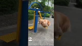 Crazy Cute Pet Clips#funnypets  #petcompilation  #cuteanimals #animals #cute #crazy