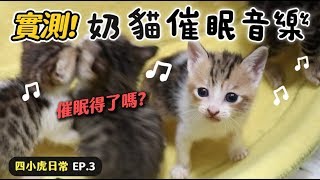 【黃阿瑪的後宮生活】實測奶貓催眠音樂四小虎日常EP.3