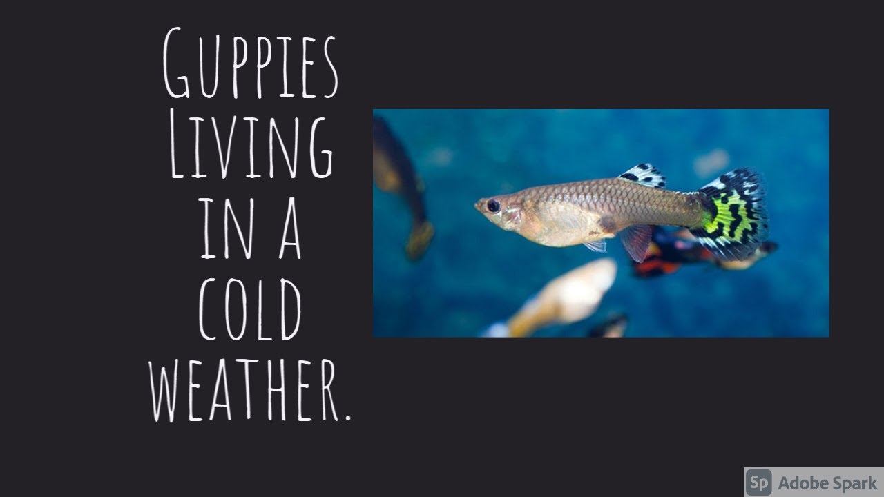 Guppies Living  In A Cold Weather.....