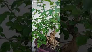 Abang Bonsai Ep22 ต้นหมากเล็กหมากน้อยหรืออีกชื่อหนึ่งเรียกว่าต้นมั่งคั่ง