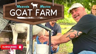 We MILKED GOATS in Mezcala, Mexico! Tour of Galo de Allende Goat Farm & Creamery [Lacteros de Cabra]