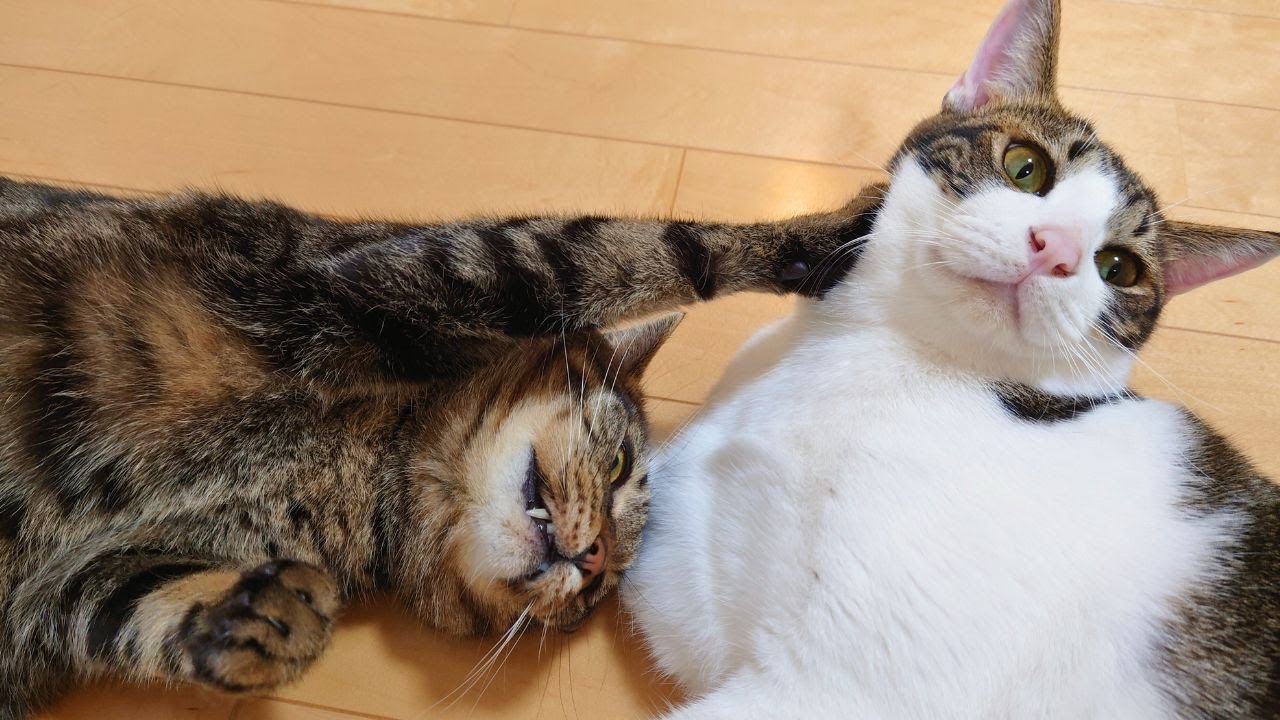 【ゆず】そんなに大好きなのに・・なぜなのか？【こてつ】