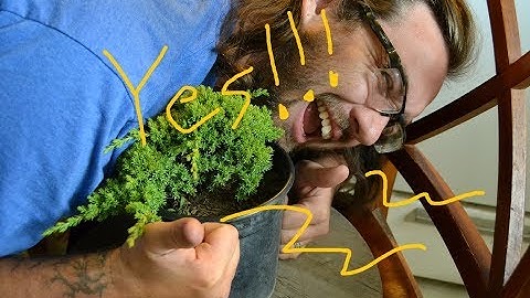 Nana Bonanza!!! Cheap Juniper Bonsai