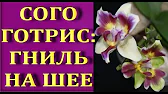 Орхидеи,узамба́рские фиалки,Самара🌺