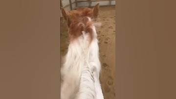 Thumbnail of Let me show you how country feels