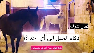 شوف كيف ذكاء الخيل بين جنسها - دهماء How Intelligent Are Horses ?