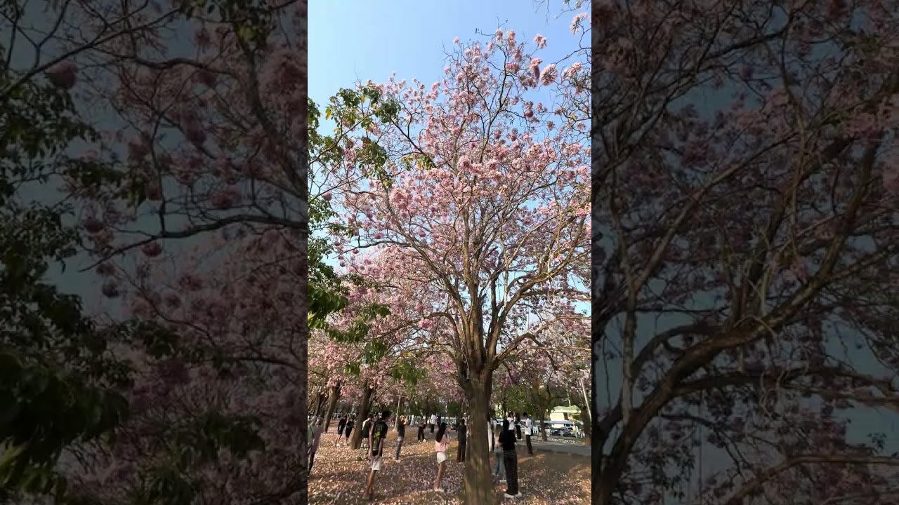 ชมพูพันธุ์ทิพย์