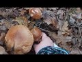 Уйма белых грибов в ноябре!