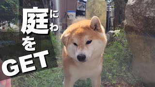 介護で忙しい親の代わりに庭掃除ご褒美で赤ちゃんが喋り柴犬は喜ぶ