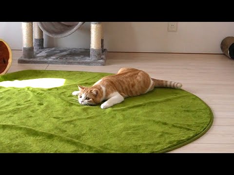 隠れてるつもりの猫の動きが笑【スコティッシュフォールド】【アビシニアン】