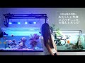 新しい生体 ニジハギちゃんをお迎えしました❀120cm海水魚水槽 アクアリウム Marin Aquarium Reef Tank.