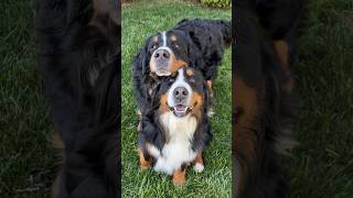 My Bernese Mountain Dog Talks About His Sister | “This My House, Entry Please” Audio From Borat