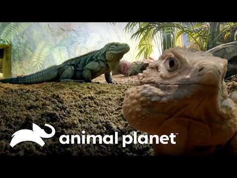 The tense mating encounter between two blue iguanas | The Zoo | Animal Planet Brazil