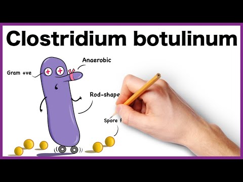 کلستریدیوم بوتولینوم ساده شده: مورفولوژی، پاتوژنز، انواع، ویژگی های بالینی