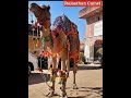 Rajasthan Camel Camel Video Unt Ka Video Thar Camels Indian Camel Camels Of India 