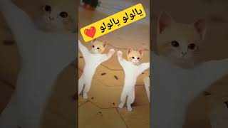 يالولو يالولو فين لولو #لولو #funny #ترند #cat #بنات #baby #shorts #short