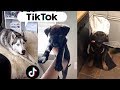 Dogs being... DOGS ~ Funny TIKTOK Compilation 🐶