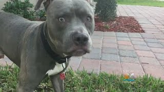 'We Found Max': Army Veteran's Missing Service Dog Found