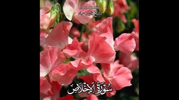 سورة الإخلاص الشيخ فارس عباد حالات واتساب تلاوه خاشعه ❤️❤️❤️