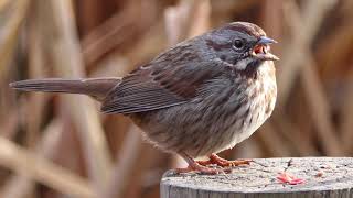 Song Sparrow Eating Seed @IreneDowningNature