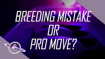 Ball Python Breeder Mistake or Pro Move? | Dual Sire Clutches