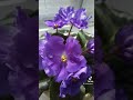 Фиалки.Комнатные цветы.Violets Indoor flowers. #Shorts