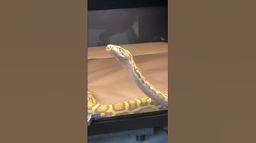 CARAMEL BURMESE PYTHON