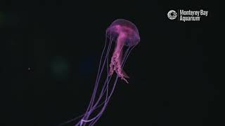 Mauve stinger | The Critter Corner by Monterey Bay Aquarium 5,972 views 2 months ago 1 minute, 6 seconds