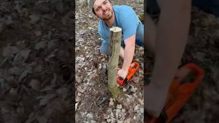 Loggers watch out! Bears flushing service #country #viral #memes #trendingshorts #trend  #trending