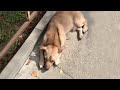 Exhausted unfortunate dog lying on the roadside after getting out of the bag