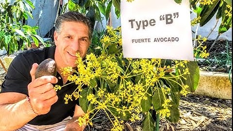 AVOCADO FLOWER ANATOMY  |  Type "A" & Type "B" Avocados |  SELF- POLLINATION & CROSS-POLLINATION