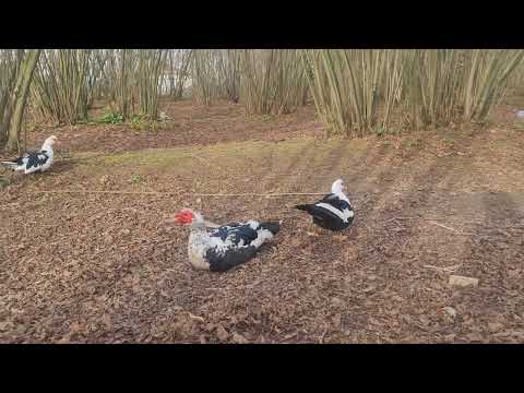 Video: Coyote-Proof özelliği nasıl