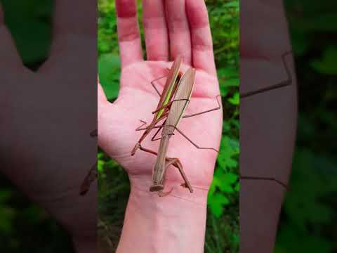 참사마귀의 교미중 동족상잔 チョウセンカマキリの共食い A Praying Mantis Eating A Praying Mantis Youtube