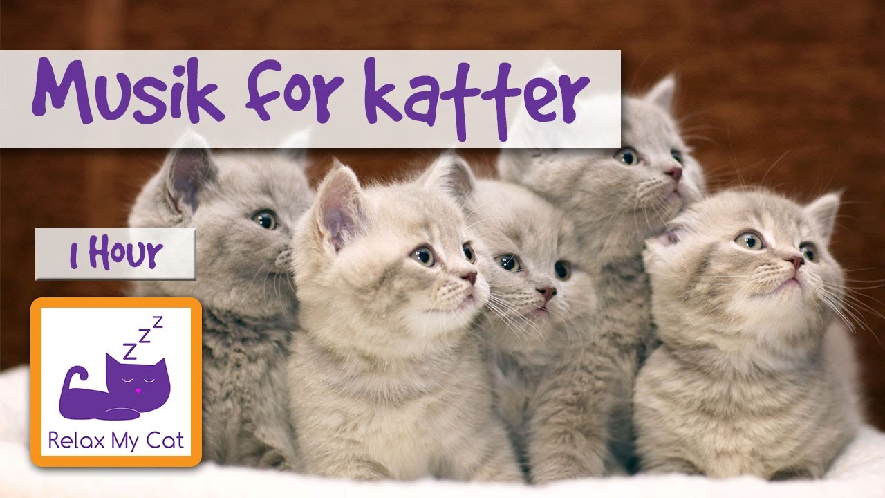 avslappnande-musik-f-r-katter-och-kattungar-koppla-din-katt-med