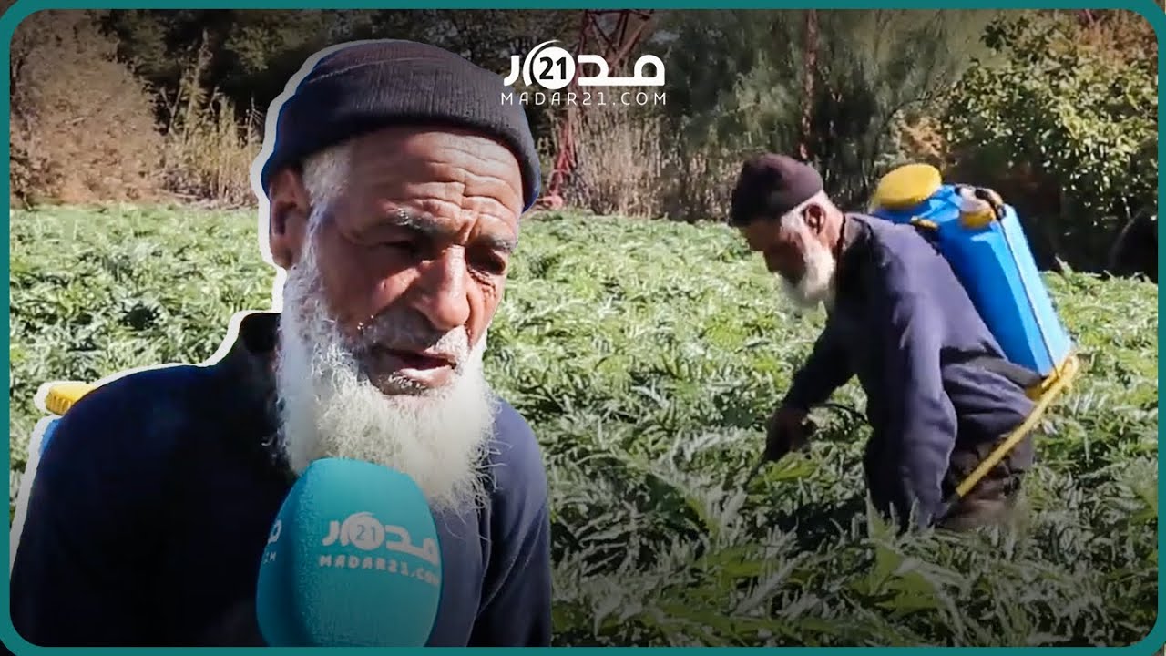 فلاح ستيني يتمسك بزراعة الخرشوف بمراكش رغم المصاعب ويدعو للاتفات لمعاناة الفلاحين الصغار