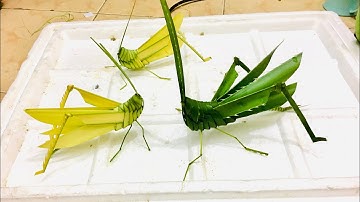 Cách Làm Con Cào Cào 2-Sáng Tạo Từ Lá Dừa