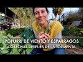 Popurrí de Viento y Espárragos! Cosechas de Invierno en nuestra Casa Huerto