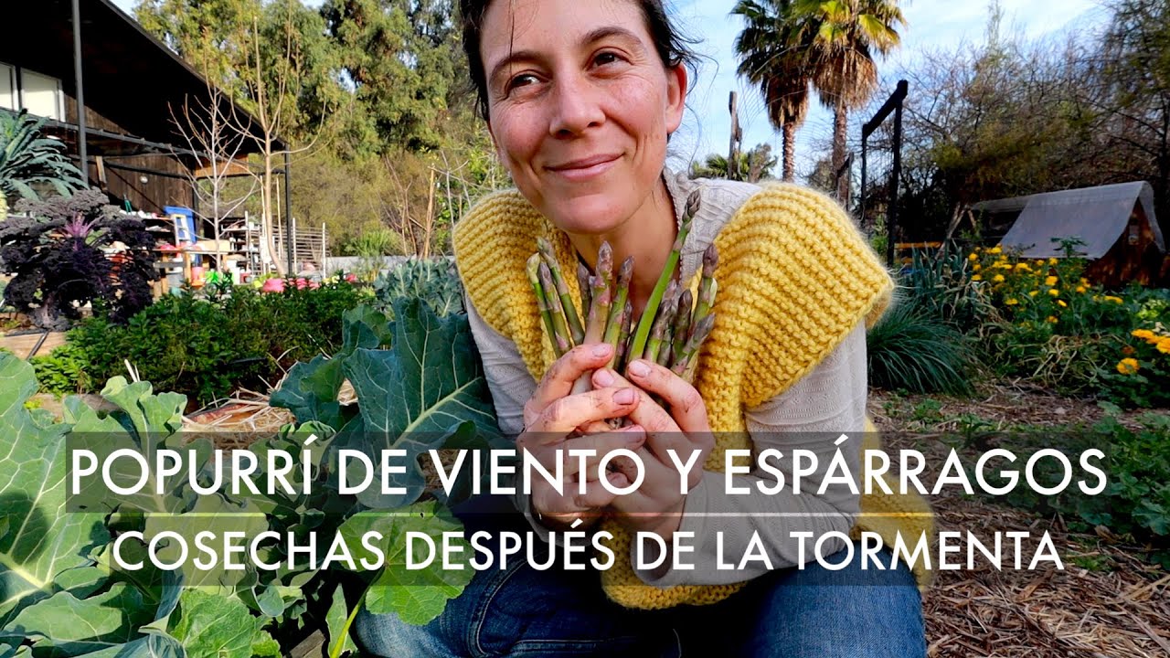 Popurrí de Viento y Espárragos! Cosechas de Invierno en nuestra Casa Huerto