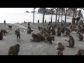 波勝崎苑の猿（2012 梨まつり in 波勝崎苑）Japanese Macaque Monkeys