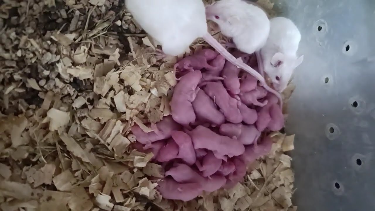 Mice Colony With Fresh Pinkies | Behind the Scenes of My Feeder Production