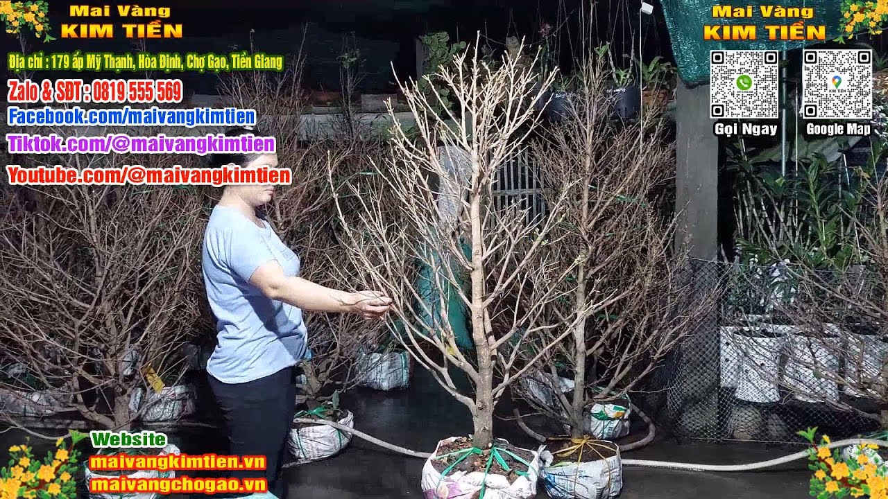 Mai Vàng Nụ Nhiều Đón Xuân Bao Ship Toàn Quốc - Mai Vàng Kim Tiền Chợ Gạo