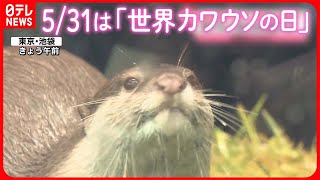 【きょうの1日】東京都心で3月並みの寒さ  水族館で「コツメカワウソ」の“ニオイ体験”が人気！？