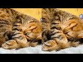 TERRIFIC WORLD OF TOYGER CATS の動画、YouTube動画。