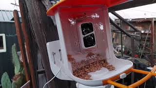Where I Set Up This Bird Feeder Camera & How Easy It Is